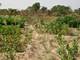 Progetto di irrigazione e sviluppo orticoltura: irrigazione e orticoltura 6 